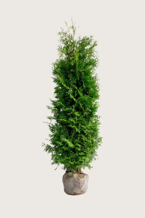 Thuja Brabant 125cm Vel forgrenet | Plantinavia