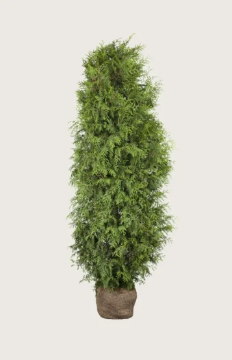 Thuja Brabant 200cm Vel forgrenet | Plantinavia