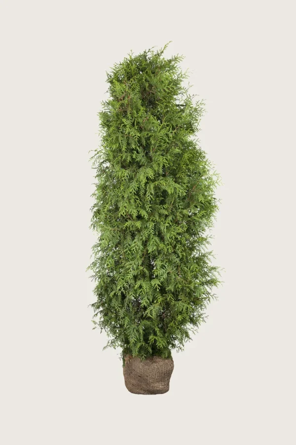 Thuja Brabant 300cm Vel forgrenet | Plantinavia