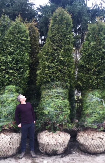 Thuja Brabant 400cm Vel forgrenet | Plantinavia