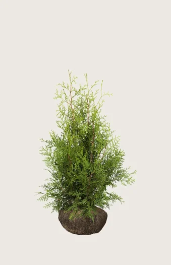 Thuja Brabant 40cm Vel forgrenet | Plantinavia