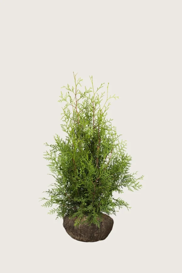 Thuja Brabant 40cm Vel forgrenet | Plantinavia