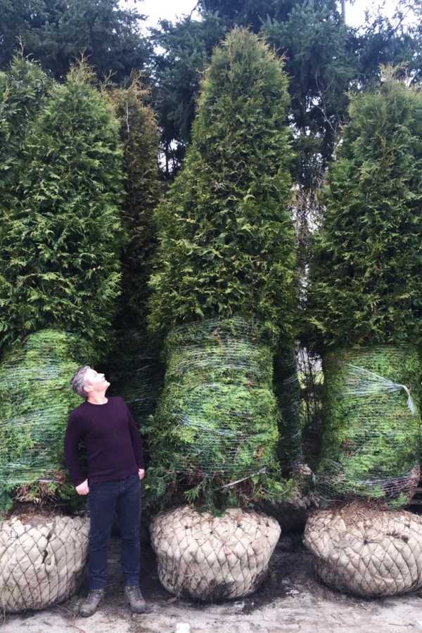 Thuja Brabant 450cm Vel forgrenet | Plantinavia