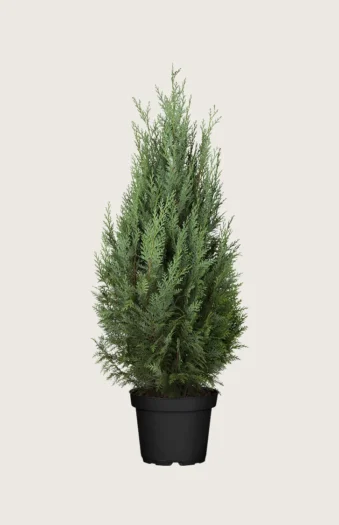 Thuja Columna 100cm Vel forgrenet | Plantinavia