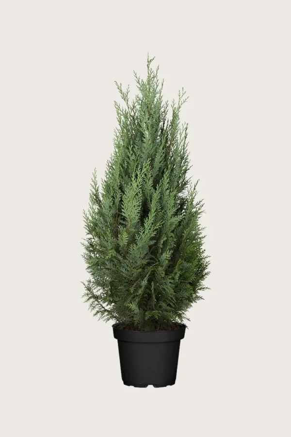 Thuja Columna 150cm Vel forgrenet | Plantinavia