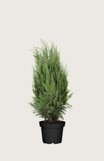 Thuja Columna 80cm Vel forgrenet | Plantinavia