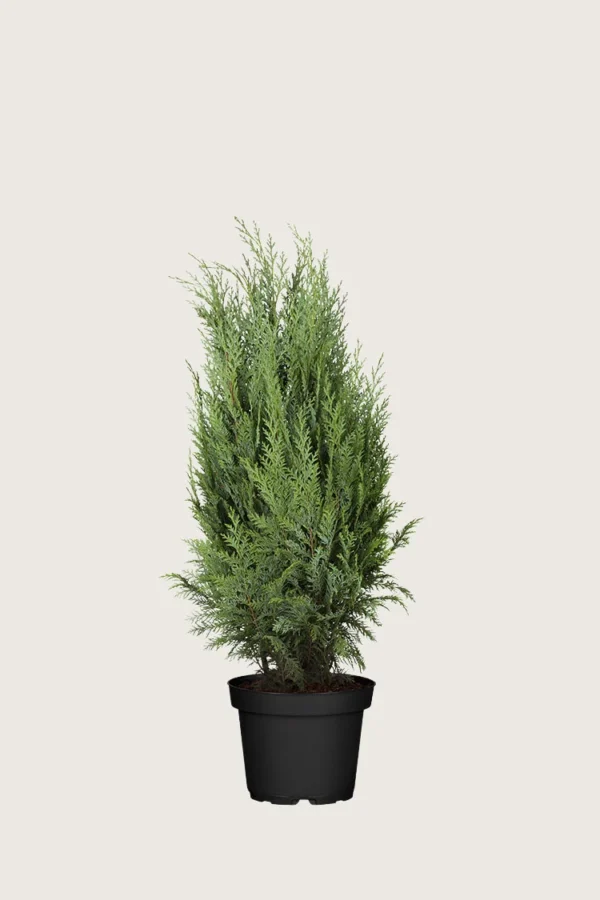 Thuja Columna 80cm Vel forgrenet | Plantinavia