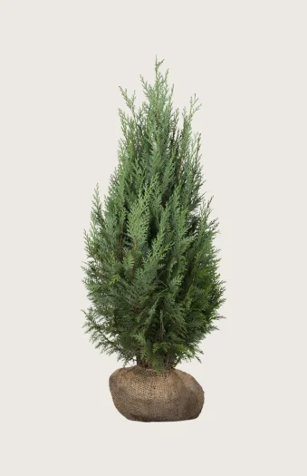 Thuja Columna 175cm Vel forgrenet | Plantinavia