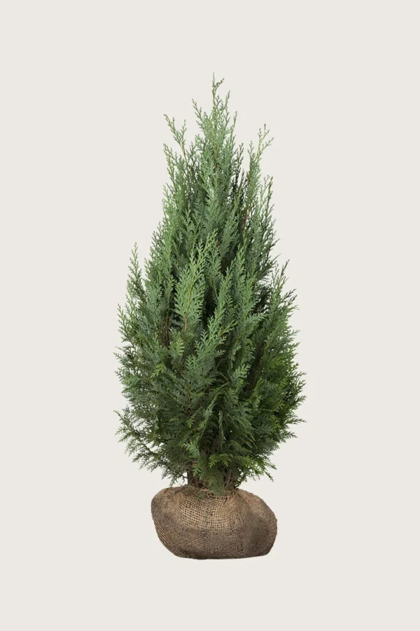 Thuja Columna 175cm Vel forgrenet | Plantinavia