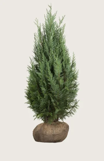 Thuja Columna 250cm Vel forgrenet | Plantinavia