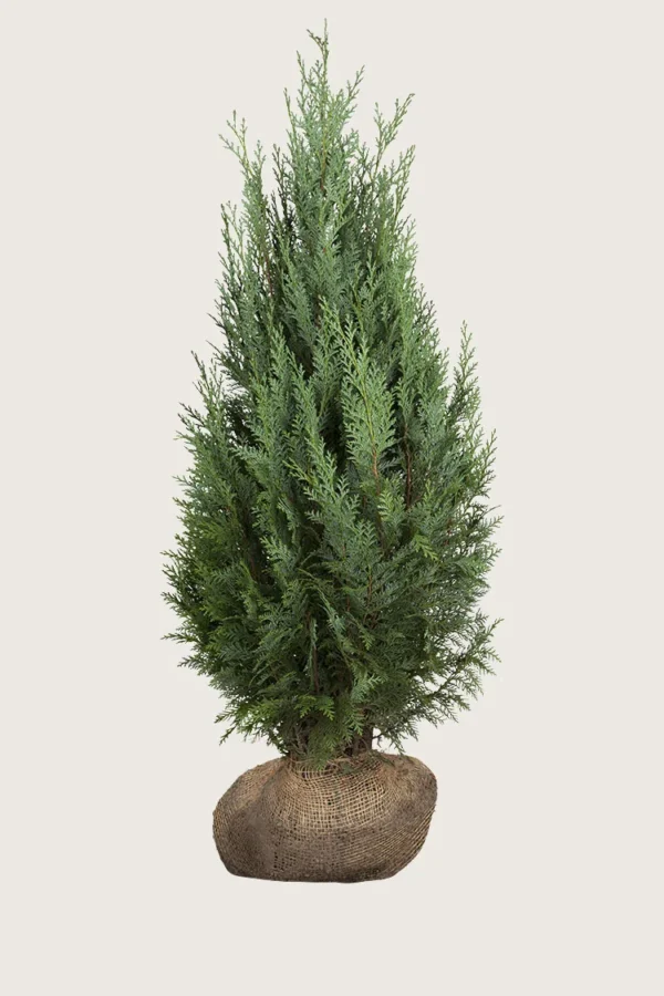 Thuja Columna 250cm Vel forgrenet | Plantinavia