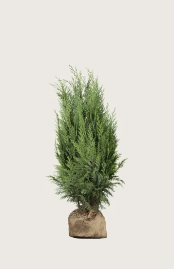 Thuja Columna 80cm Vel forgrenet | Plantinavia