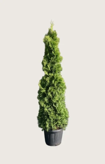 Thuja Holmstrup 150cm Vel forgrenet | Plantinavia