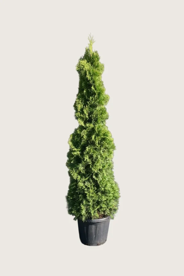 Thuja Holmstrup 200cm Vel forgrenet | Plantinavia