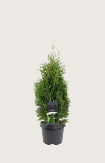 Thuja Holmstrup 80cm Vel forgrenet | Plantinavia