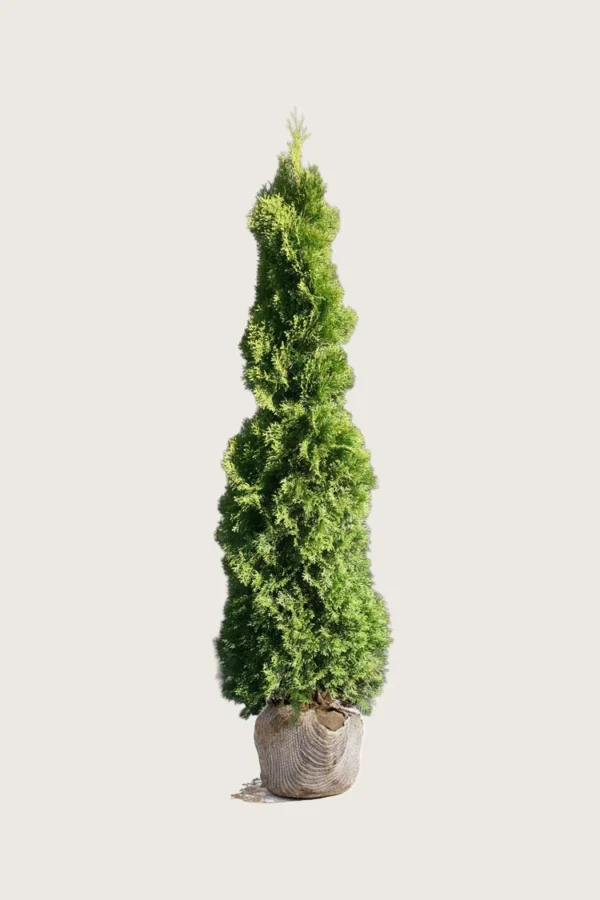 Thuja Holmstrup 175cm Vel forgrenet | Plantinavia