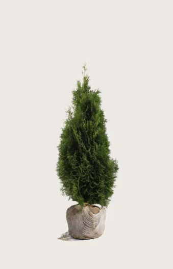 Thuja Holmstrup 80cm Vel forgrenet | Plantinavia