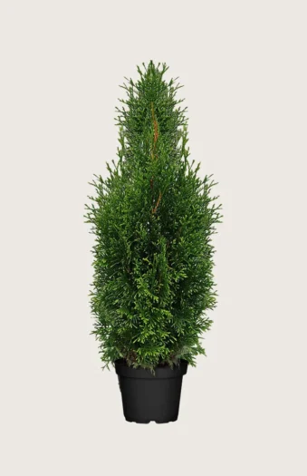 Thuja King of Brabant 125cm Forgrenet | Plantinavia