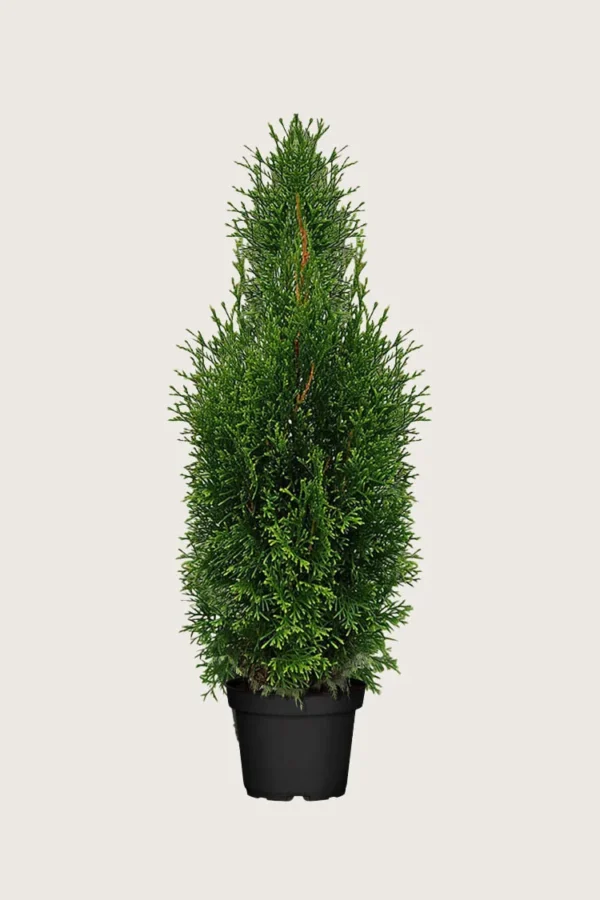 Thuja King of Brabant 125cm Forgrenet | Plantinavia