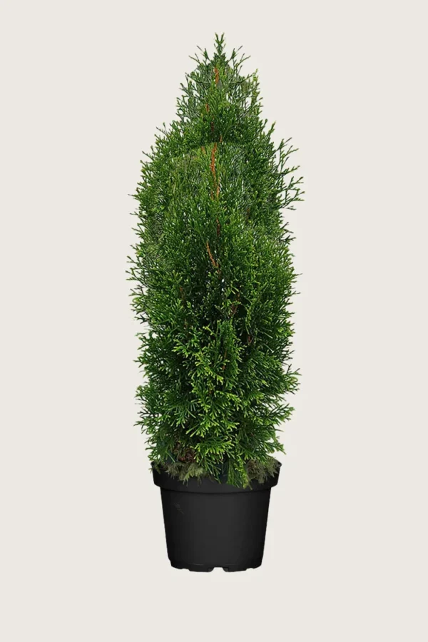 Thuja King of Brabant 225cm Forgrenet | Plantinavia