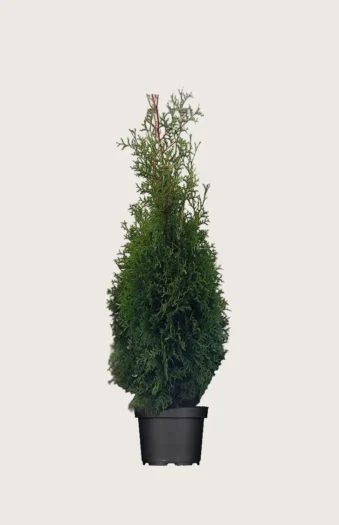 Thuja King of Brabant 100cm Outlet | Plantinavia