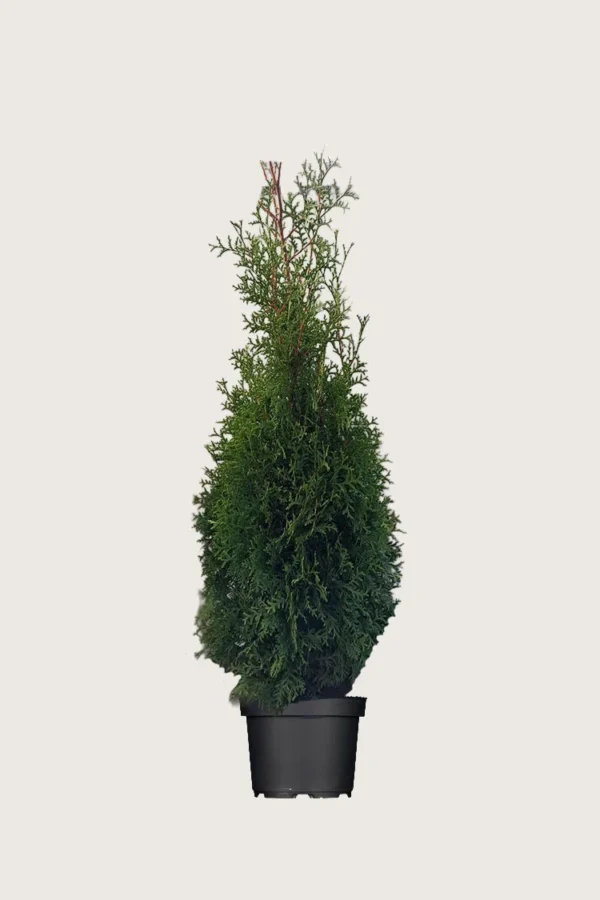 Thuja King of Brabant 100cm Outlet | Plantinavia