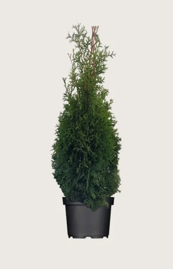 Thuja King of Brabant 225cm Outlet | Plantinavia