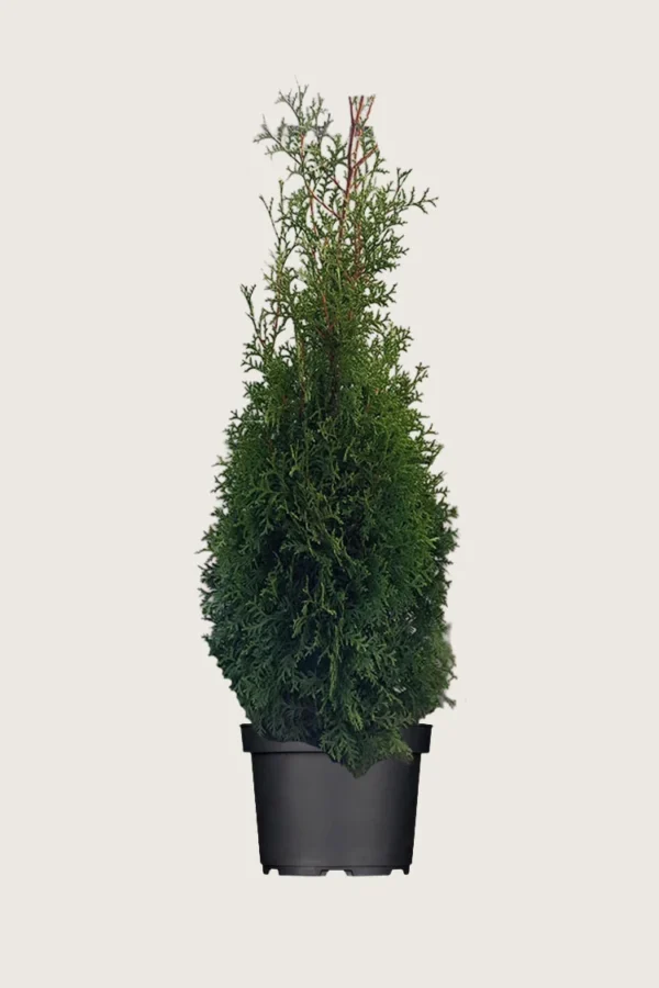 Thuja King of Brabant 225cm Outlet | Plantinavia