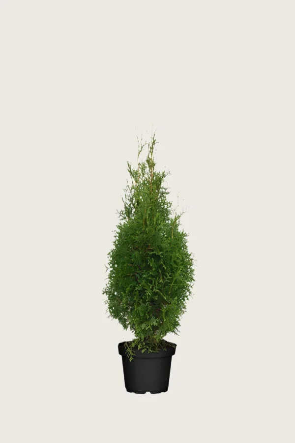Thuja King of Brabant 80cm Outlet | Plantinavia