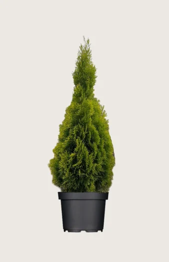 Thuja King of Brabant 125cm Vel forgrenet | Plantinavia