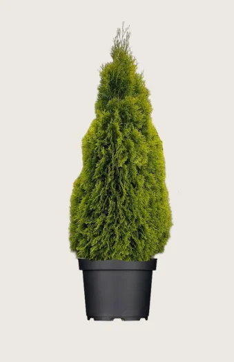 Thuja King of Brabant 300cm Vel forgrenet | Plantinavia