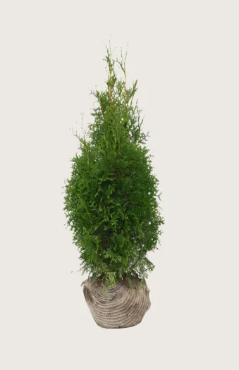Thuja King of Brabant 150cm Forgrenet | Plantinavia