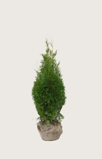 Thuja King of Brabant 60cm Forgrenet | Plantinavia