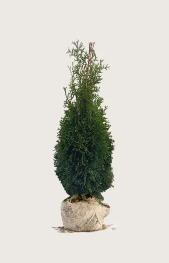 Thuja King of Brabant 100cm Outlet | Plantinavia