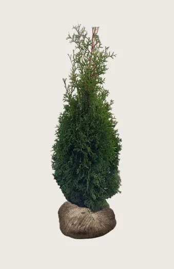 Thuja King of Brabant 225cm Outlet | Plantinavia