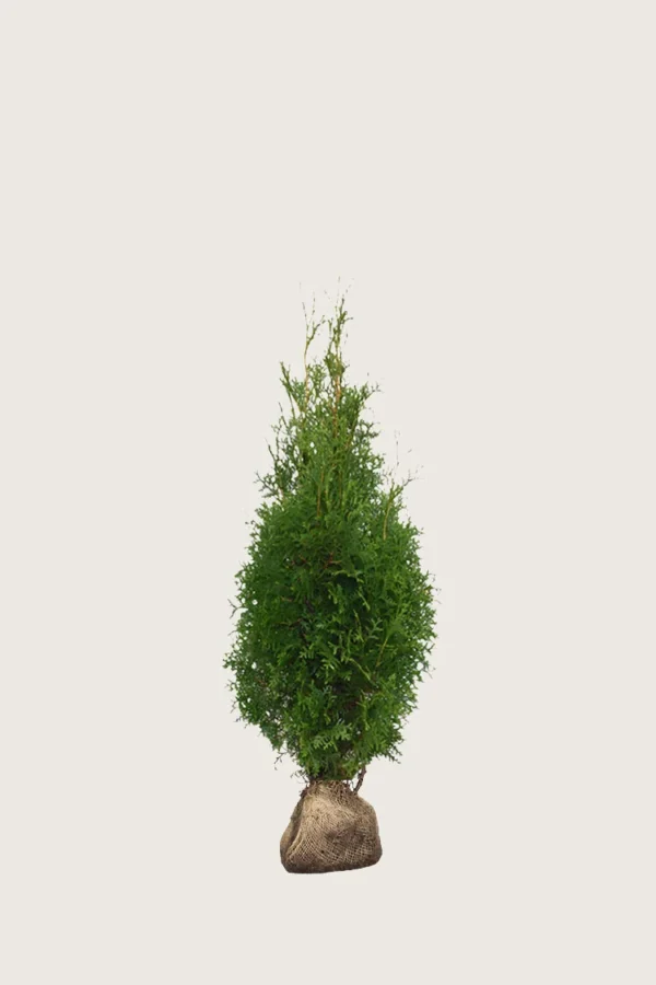 Thuja King of Brabant 40cm Outlet | Plantinavia