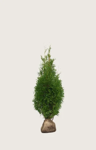 Thuja King of Brabant 60cm Outlet | Plantinavia