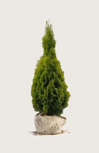 Thuja King of Brabant 125cm Vel forgrenet | Plantinavia