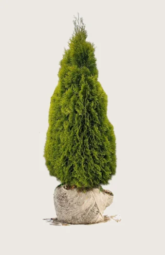 Thuja King of Brabant 225cm Vel forgrenet | Plantinavia