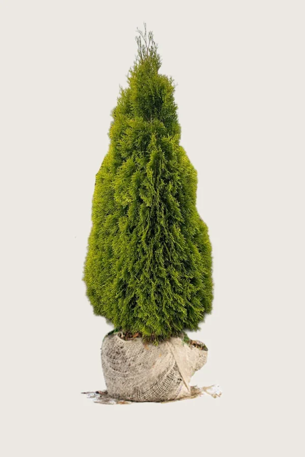 Thuja King of Brabant 250cm Vel forgrenet | Plantinavia