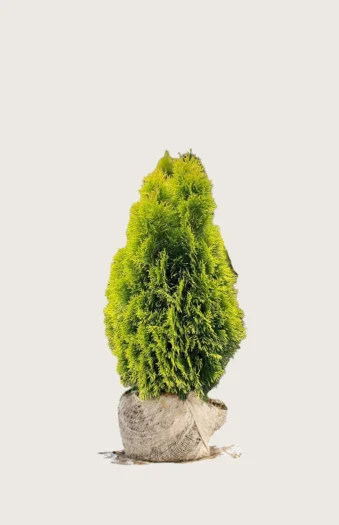 Thuja King of Brabant 60cm Vel forgrenet | Plantinavia
