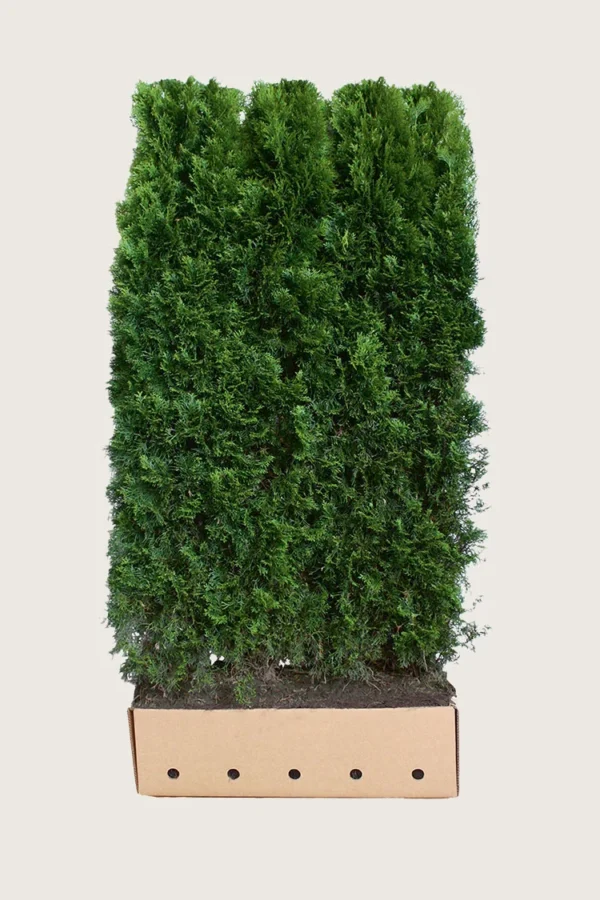 Thuja Smaragd 200cm Vel forgrenet | Plantinavia