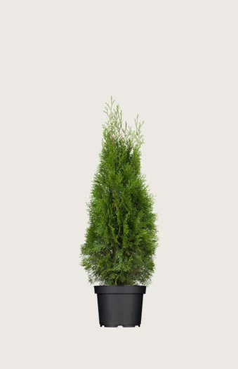 Thuja Smaragd 40cm Forgrenet | Plantinavia