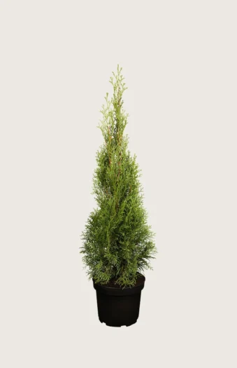 Thuja Smaragd 100cm Outlet | Plantinavia