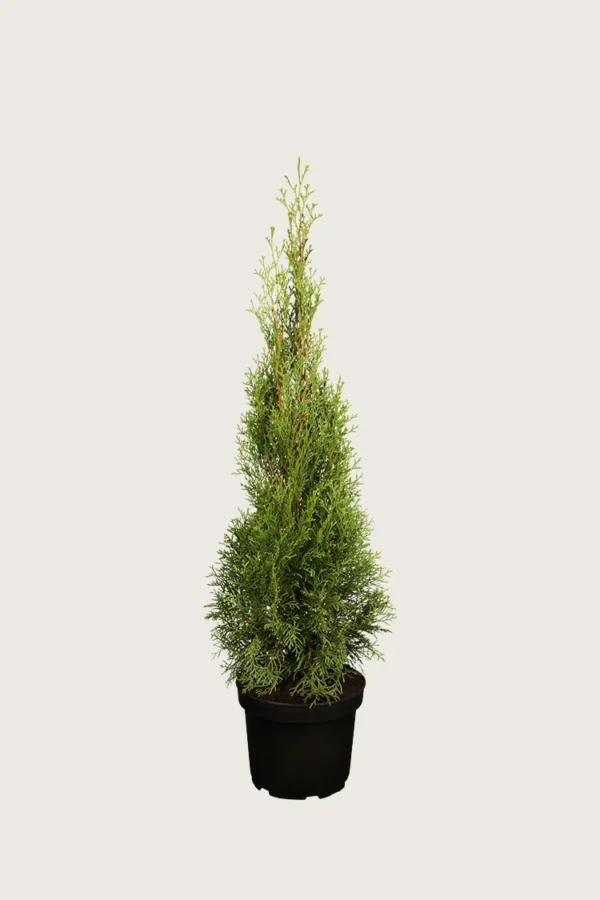 Thuja Smaragd 175cm Outlet | Plantinavia