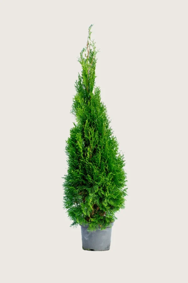 Thuja Smaragd 250cm Outlet | Plantinavia