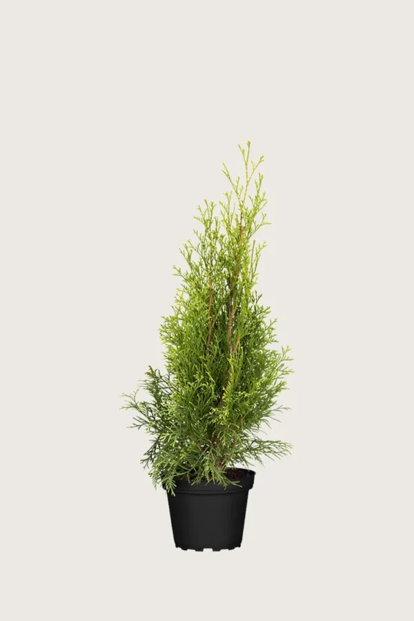 Thuja Smaragd 40cm Outlet | Plantinavia