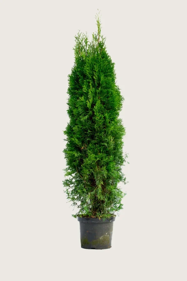 Thuja Smaragd 200cm Vel forgrenet | Plantinavia