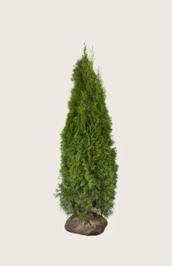 Thuja Smaragd 175cm Forgrenet | Plantinavia