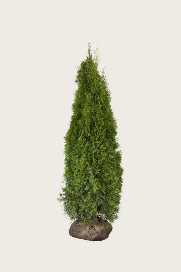 Thuja Smaragd 175cm Forgrenet | Plantinavia